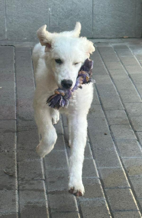 COCO BELLISSIMO CUCCIOLO Foto 2